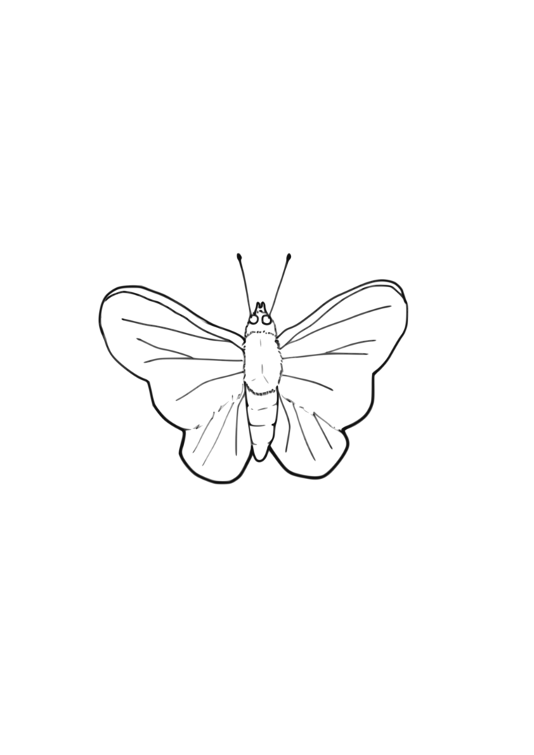 Coloriage papillon classique symétrique à imprimer