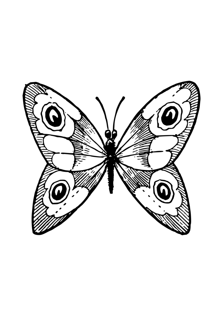 Coloriage papillon détaillé pour adultes, style anti-stress