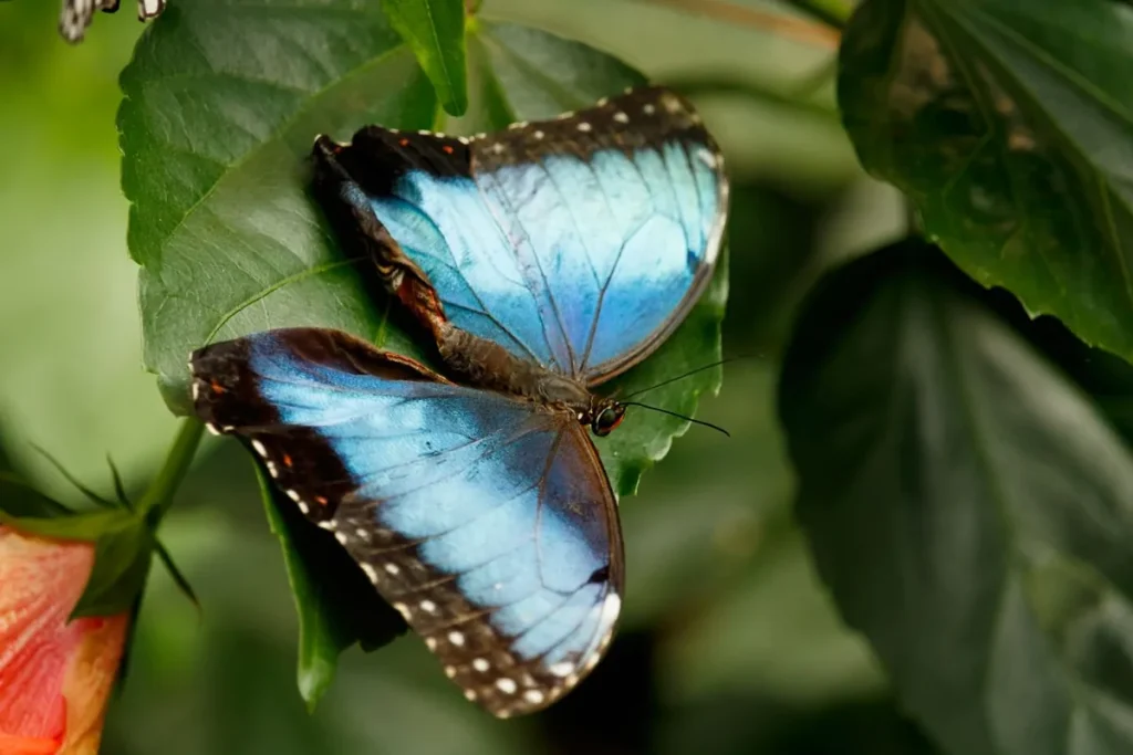Morpho bleu aux ailes ouvertes posé sur une feuille dans une nature tropicale