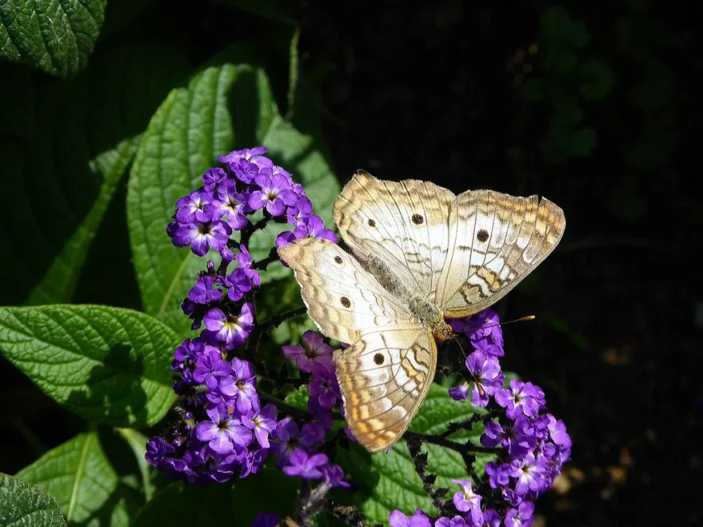 Papillon blanc aux ailes déployées posé sur des fleurs mauves dans une lumière douce