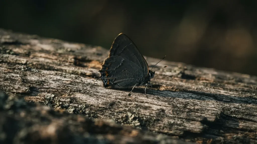 Papillon noir aux ailes sombres posé sur du bois, symbole de fin de cycle et de renaissance
